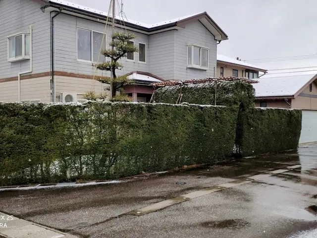 庭木の雪吊り、雪囲いサービスの画像