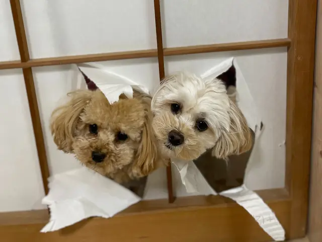 ☆やはぎ表具☆　和室の障子を貼り替えて、気持ちよく過ごしませんか？サービスの画像