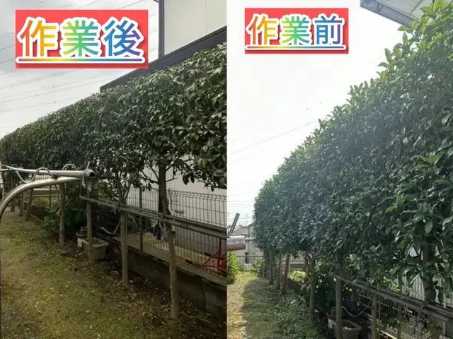 庭木スッキリ！丁寧仕上げ剪定！4月の予約受付中！サービスの画像