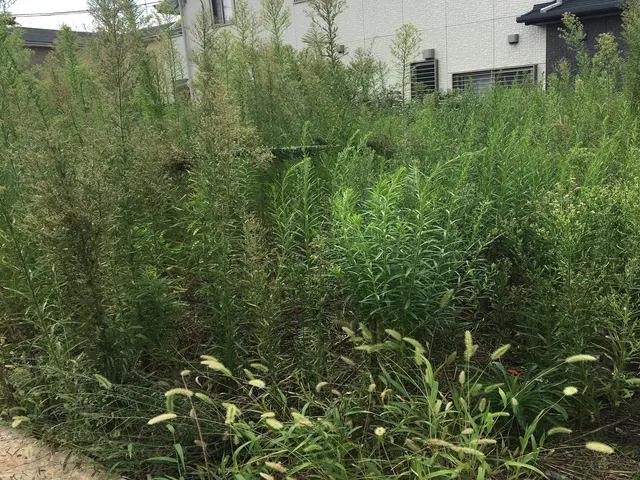 草刈り機で綺麗に草刈りいたします！！ゴミも回収し現場スッキリ！サービスの画像