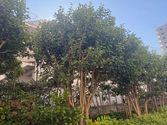 お庭スッキリ隊サービスの画像