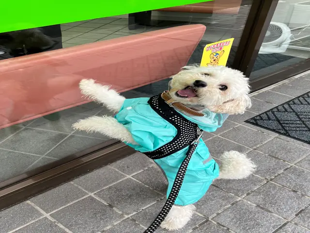 5月新規出店！安心と信頼の1000件以上！家族のような温もりで見守るペットケアサービスの画像