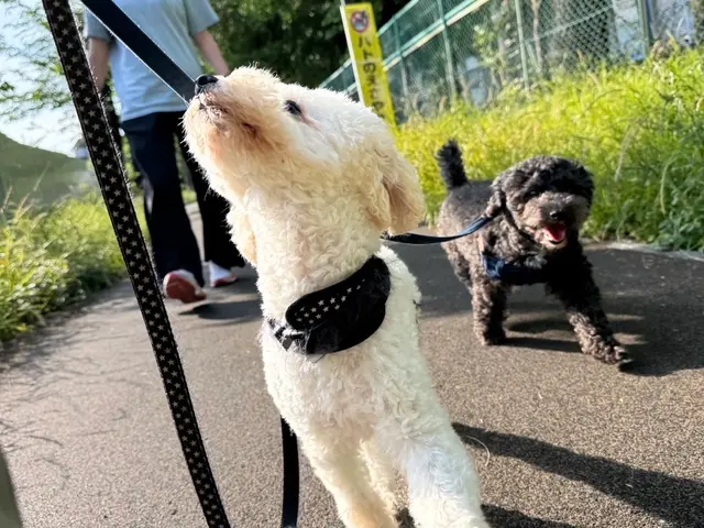 5月新規出店！安心と信頼の1000件以上！家族のような温もりで見守るペットケアサービスの画像