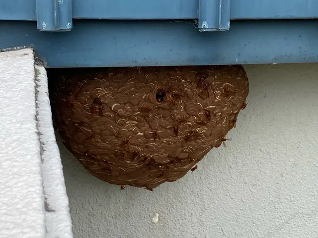 業界歴27年、蜂の巣撤去実績500件以上! 害虫駆除の専門家にお任せください！サービスの画像