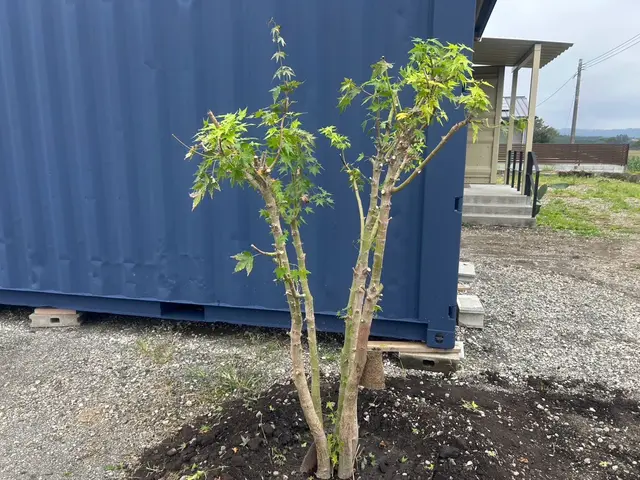 【翌日対応可能！】家族経営の丁寧な庭木剪定サービス！サービスの画像