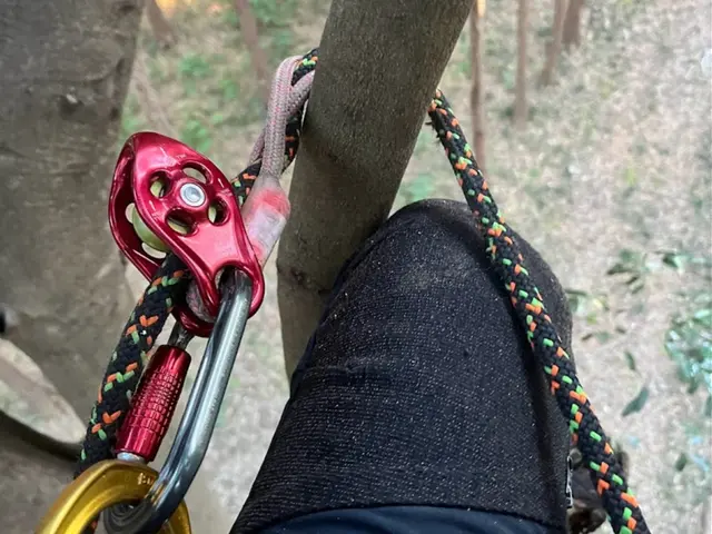 【プロの空師】高難度の樹木の剪定もお任せください◎アフターフォローも万全サービスの画像