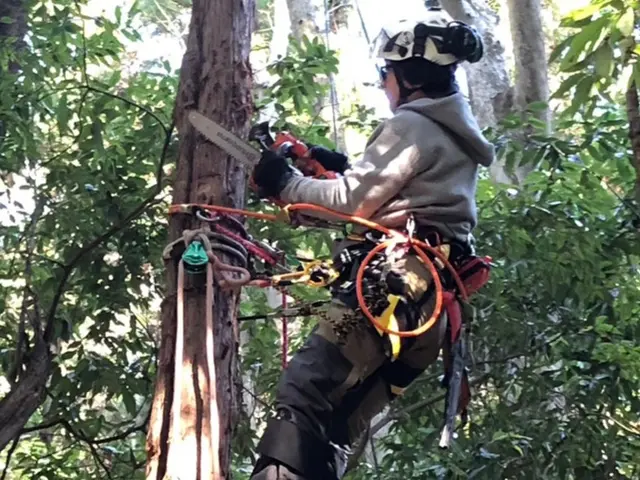 【プロの空師】高難度の樹木の剪定もお任せください◎アフターフォローも万全サービスの画像