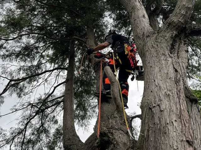 【プロの空師】高難度の樹木の剪定もお任せください◎アフターフォローも万全サービスの画像