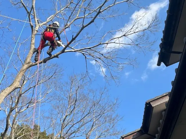 【プロの空師】高難度の樹木の剪定もお任せください◎アフターフォローも万全サービスの画像