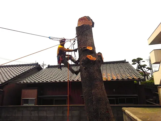 高木伐採、雑木、広範囲までなんでもご相談ください！サービスの画像