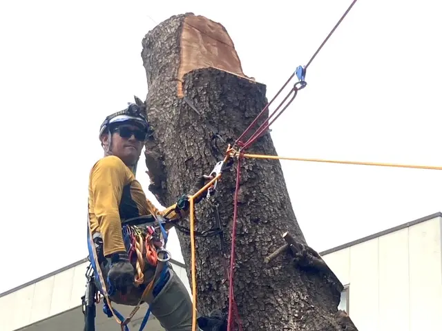 高木伐採、雑木、広範囲までなんでもご相談ください！サービスの画像