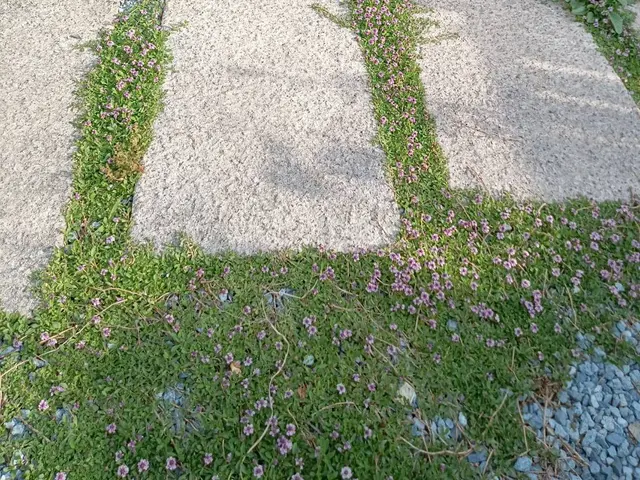 最短当日！お庭水やりサービスサービスの画像