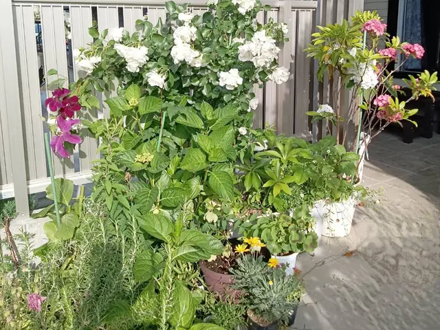 最短当日！お庭水やりサービスサービスの画像