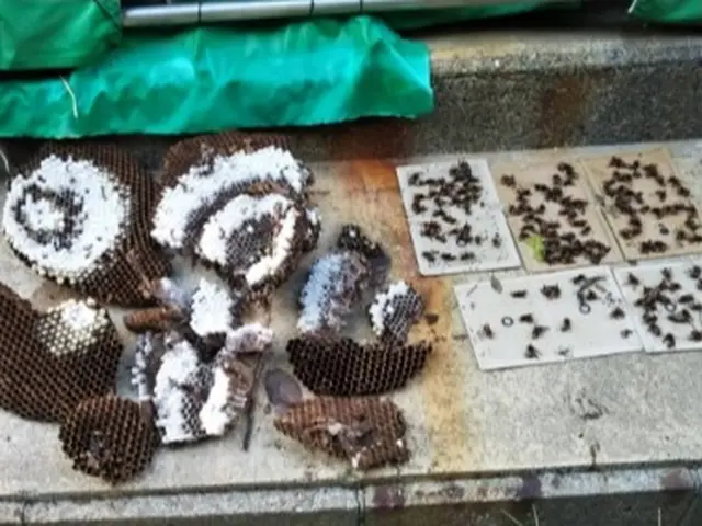 蜂トラブル即解決！蜂の巣お困り解消！サービスの画像