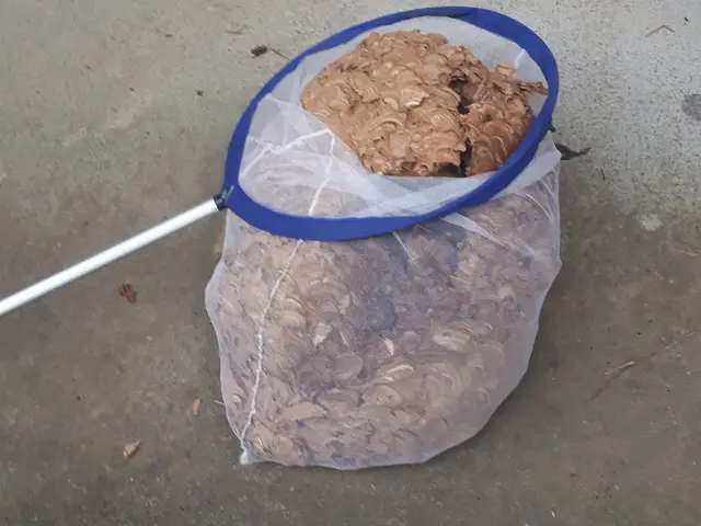 栃木県北部福島県南部で蜂にお困りの方！お気軽にご相談ください！サービスの画像