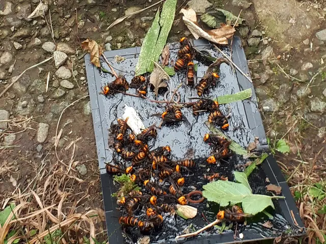 栃木県北部福島県南部で蜂にお困りの方！お気軽にご相談ください！サービスの画像