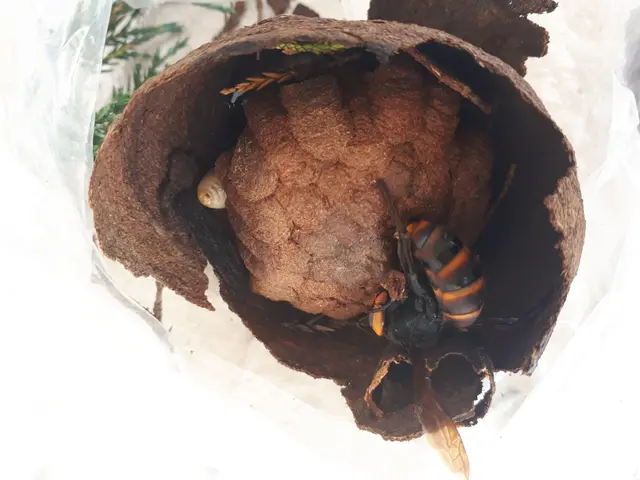 栃木県北部福島県南部で蜂にお困りの方！お気軽にご相談ください！サービスの画像