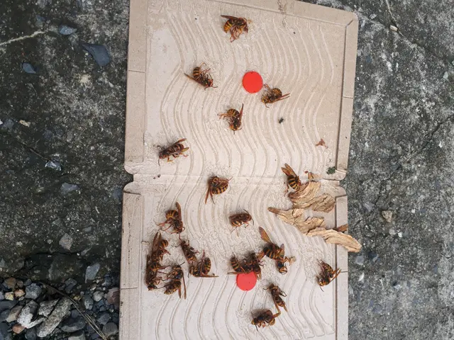 栃木県北部福島県南部で蜂にお困りの方！お気軽にご相談ください！サービスの画像