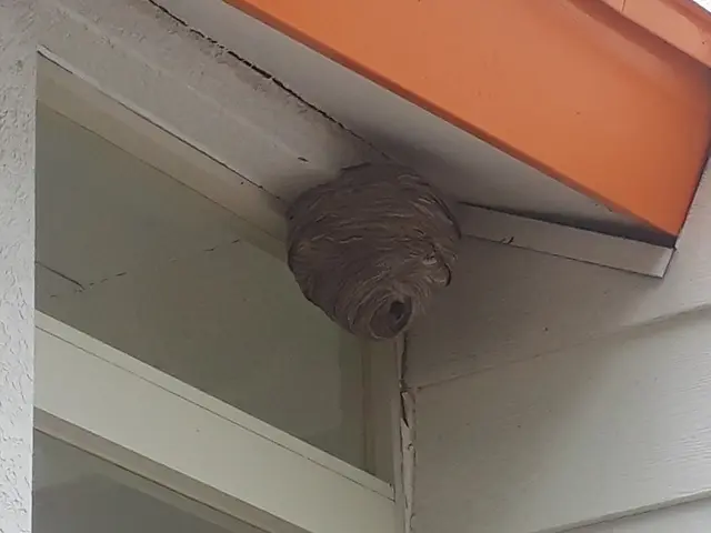 栃木県北部福島県南部で蜂にお困りの方！お気軽にご相談ください！サービスの画像