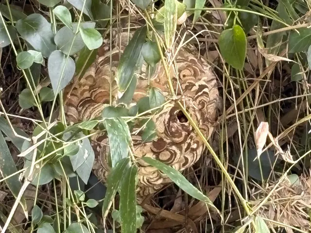 全作業自社対応！時間外・対応地域外もご相談可能な害虫・蜂の巣駆除サービスサービスの画像