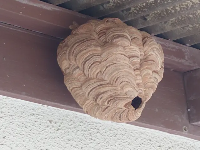 全作業自社対応！時間外・対応地域外もご相談可能な害虫・蜂の巣駆除サービスサービスの画像