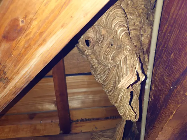 全作業自社対応！時間外・対応地域外もご相談可能な害虫・蜂の巣駆除サービスサービスの画像