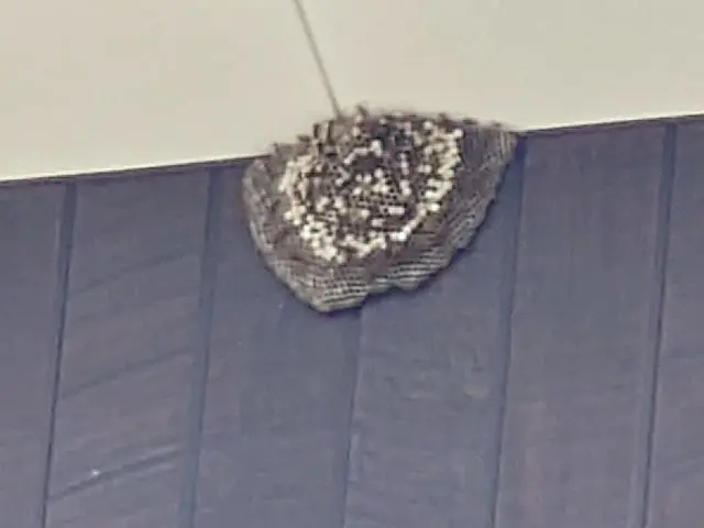 全作業自社対応！時間外・対応地域外もご相談可能な害虫・蜂の巣駆除サービスサービスの画像