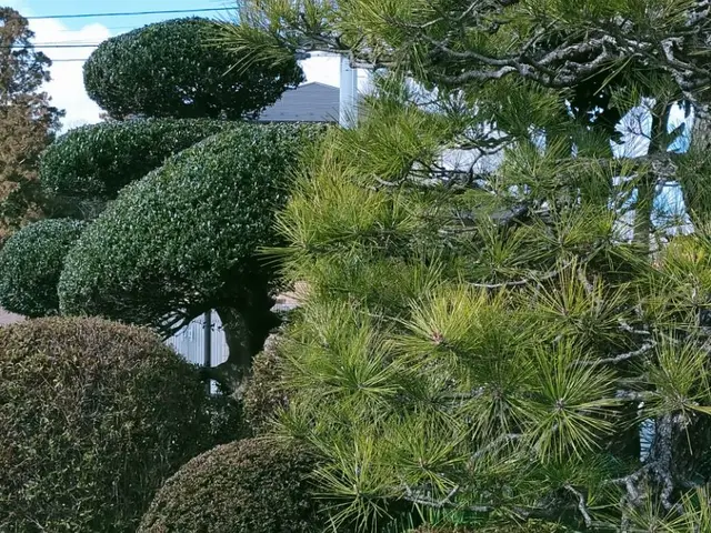 低木も高木も私にお任せください！！ 職人歴15年以上あり！！サービスの画像