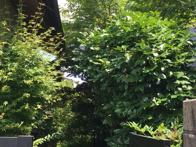 低木も高木も私にお任せください！！ 職人歴15年以上あり！！サービスの画像