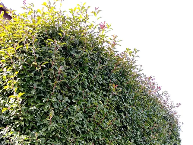 低木も高木も私にお任せください！！ 職人歴15年以上あり！！サービスの画像