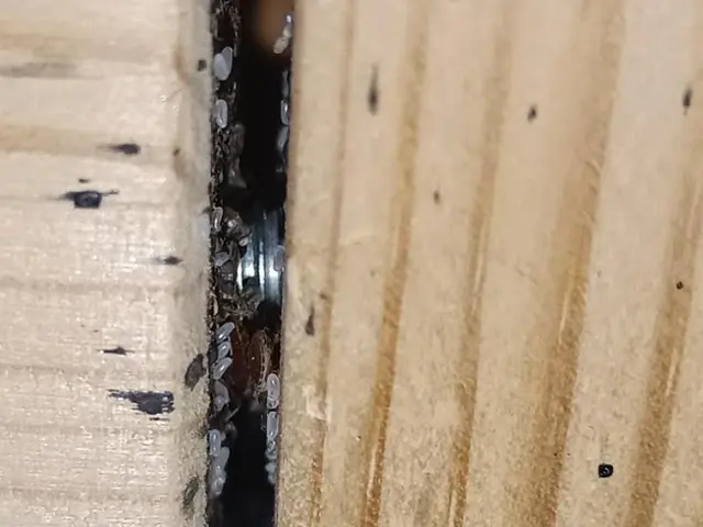 《納得価格》トコジラミよりしつこい僕が徹底的に追い込みます。サービスの画像