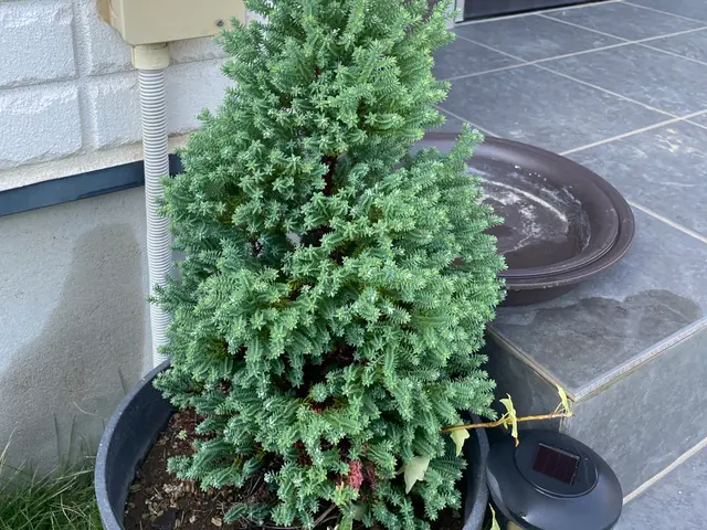 【季節に合わせて水やり】◎お庭の植物に活力◎女性スタッフの同行可能！サービスの画像