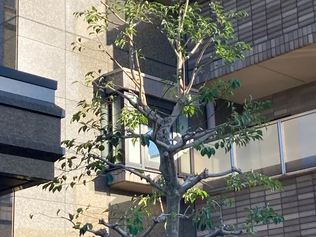 (アワード2024剪定部門入選！)お客様のご要望に寄り添います！地域密着で安心☆サービスの画像