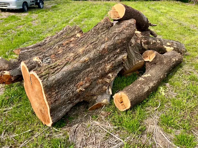 【群馬県の植木屋】豊富な経験を持つプロの庭師がご相談から作業まですべて行います！サービスの画像