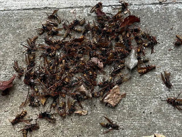 ◆調査お見積もり完全無料◆最短当日施工可能！必ず完全駆除します！サービスの画像