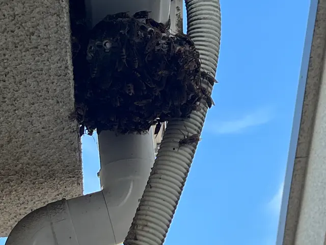 川崎から東京、千葉埼玉にお伺い致します。完全駆除いたします！無料見積もり対応。サービスの画像