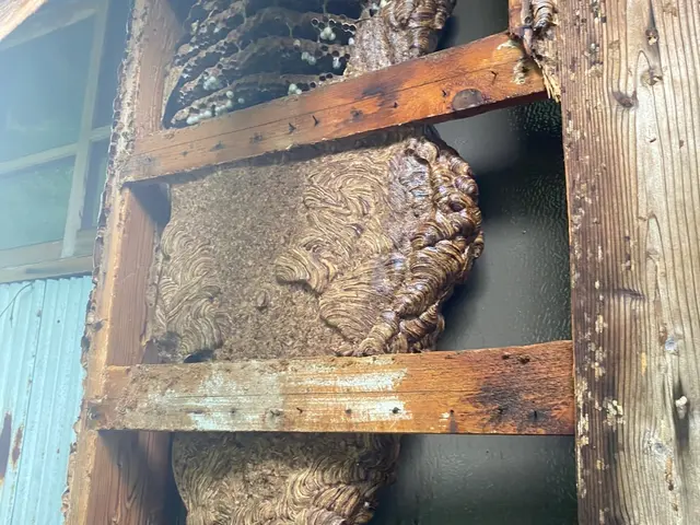 ◆調査お見積もり完全無料◆最短当日施工可能！必ず完全駆除します！サービスの画像