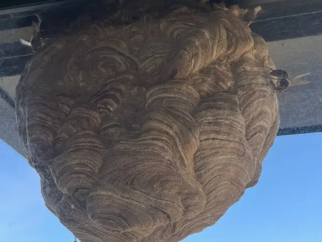 ◆調査お見積もり完全無料◆最短当日施工可能！必ず完全駆除します！サービスの画像