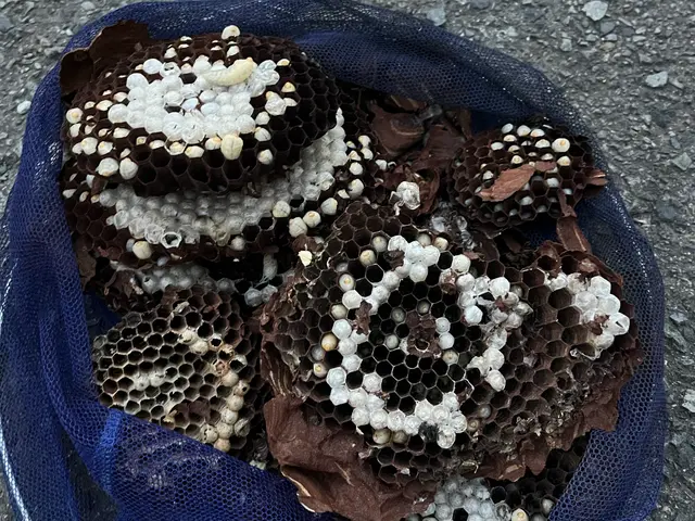 川崎から東京、千葉埼玉にお伺い致します。完全駆除いたします！無料見積もり対応。サービスの画像