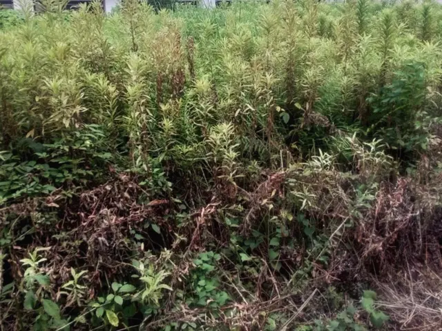 草刈り(刈払い機による作業)サービスの画像