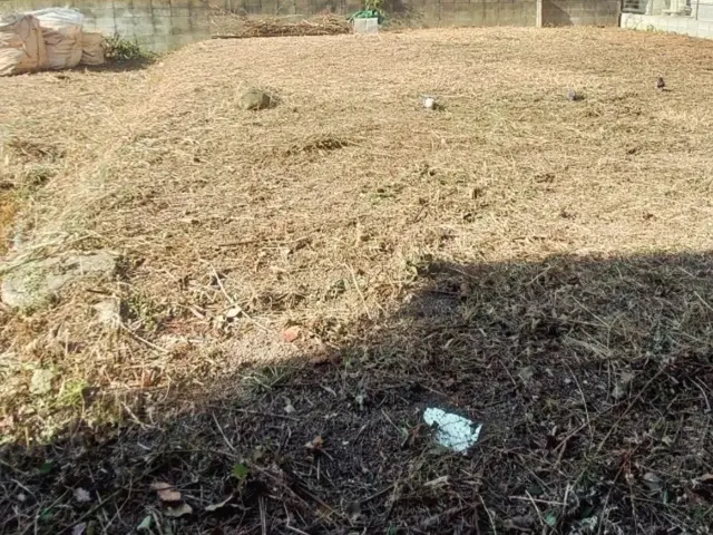 草刈り(刈払い機による作業)サービスの画像