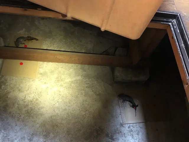 年中無休即対応◎関東は完全自社施工◎対応地域外ご相談歓迎◎毒餌は一切使用しませんサービスの画像