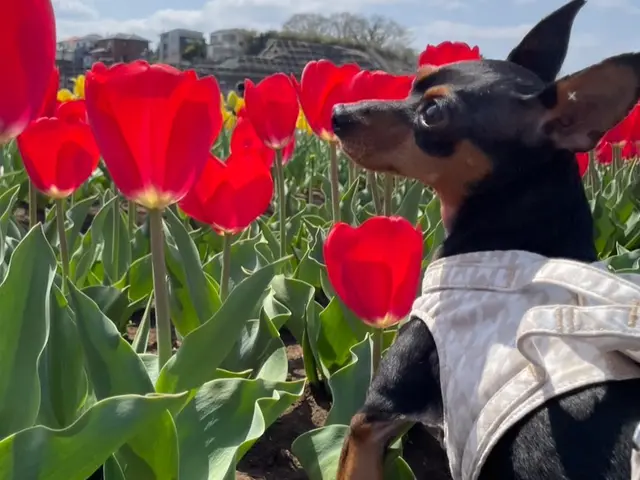 【ペットの安全第一】経験豊富なシッターが愛情持ってお世話いたします。サービスの画像