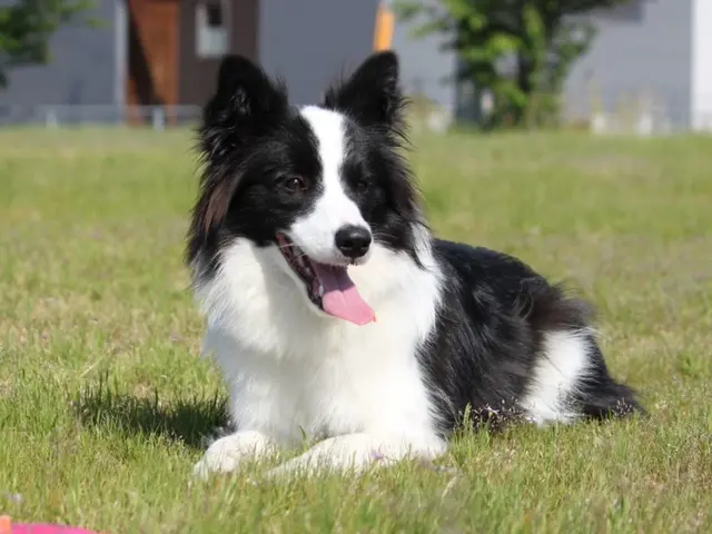 【ペットの安全第一】経験豊富なシッターが愛情持ってお世話いたします。サービスの画像