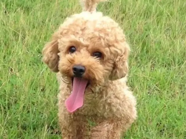 【ペットの安全第一】経験豊富なシッターが愛情持ってお世話いたします。サービスの画像