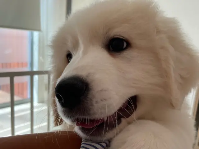 【ペットの安全第一】経験豊富なシッターが愛情持ってお世話いたします。サービスの画像