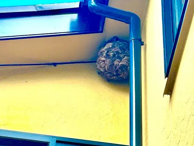 蜂の巣駆除10月末まで特別割引価格！即日対応可能サービスの画像