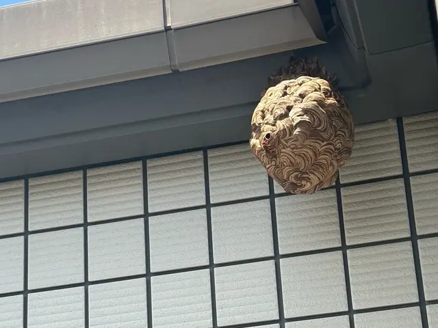 蜂の巣駆除10月末まで特別割引価格！即日対応可能サービスの画像