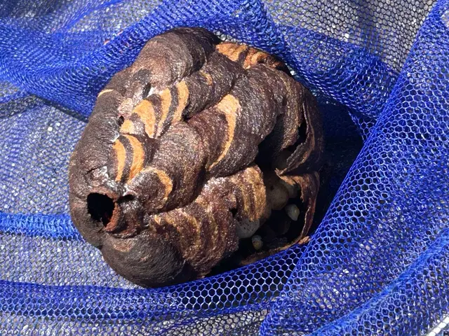 蜂の巣駆除10月末まで特別割引価格！即日対応可能サービスの画像