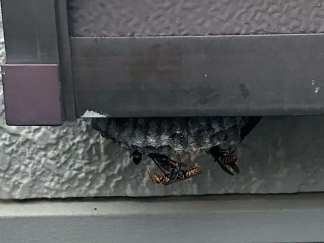 蜂の巣駆除10月末まで特別割引価格！即日対応可能サービスの画像